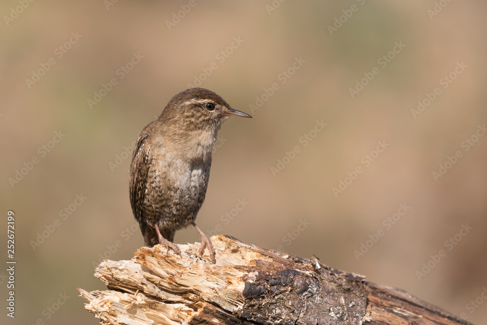 Fototapeta premium Spendido ritratto di uno scricciolo comune (Troglodytes troglodytes)