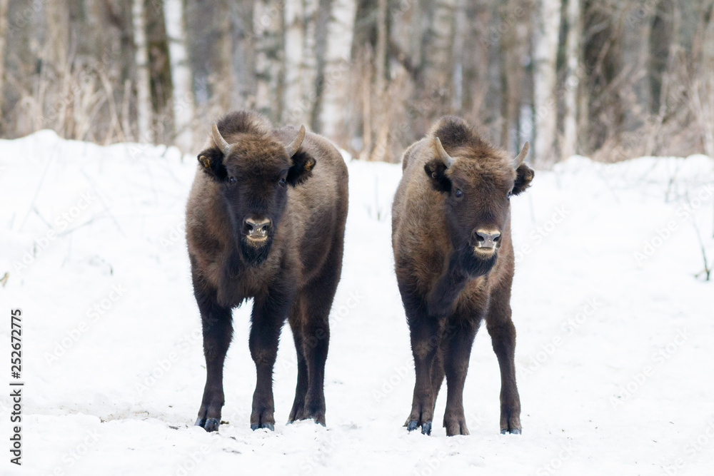 European bison (wisent) European bison (wisent)