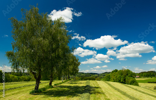 Baumreihe in einer Wiese