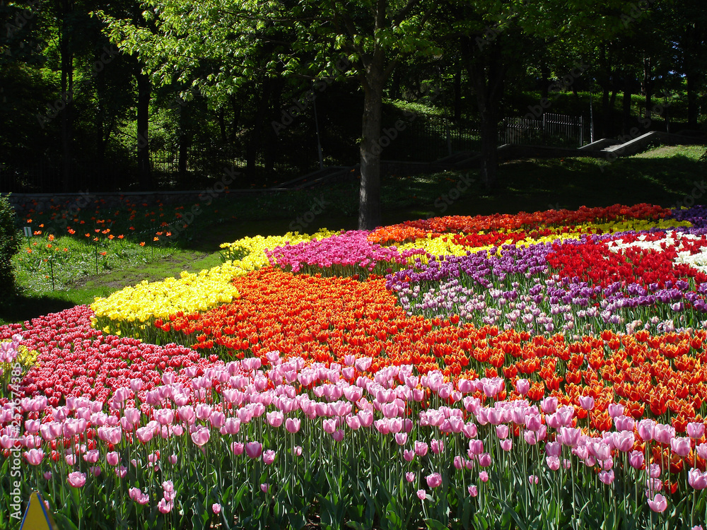 Colorful Tulips on a sunny day