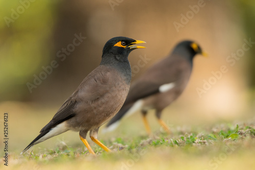 Common myna (Acridotheres tristis) on the grass. Barracuda beach. UAE