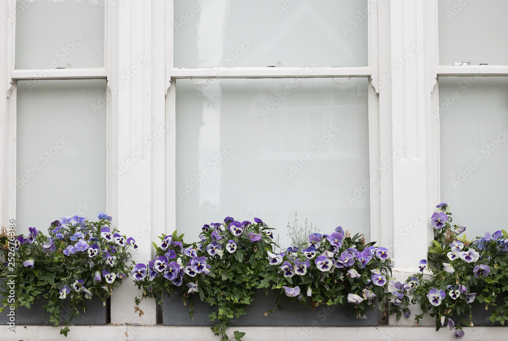 Close-up: White Window with Purple Flowers of Violets in Pot on Windowsill. Concept: Gardening and English Style.