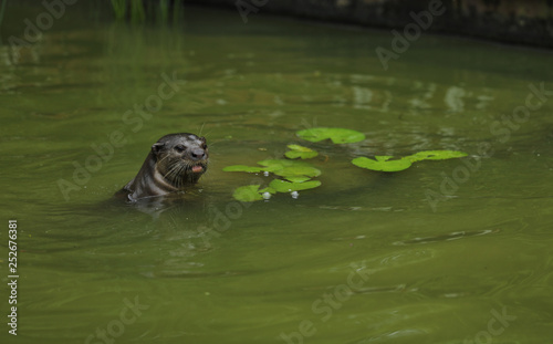 Smooth-coated Otter (Lutrogale perspicillata)  in Singapur photo