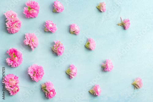 Pink Kalanchoe flowers © Elena Abduramanova