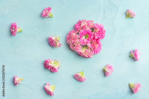 Fototapeta Naklejka Na Ścianę i Meble -  Pink Kalanchoe flowers