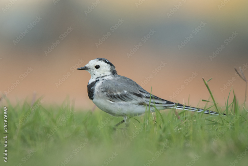Obraz premium White wagtail (Motacilla alba) on the grass. 