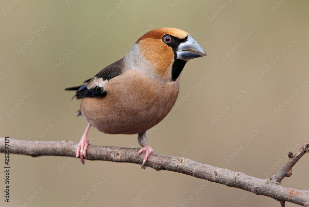 Hawfinch. Coccothraustes coccothraustes