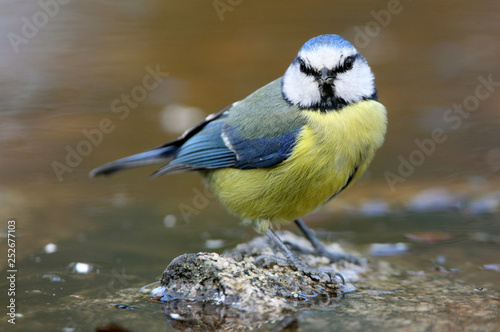 Blue tit. Cyanistes caeruleus