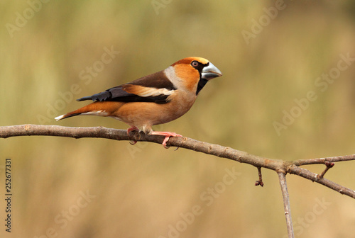 Hawfinch. Coccothraustes coccothraustes