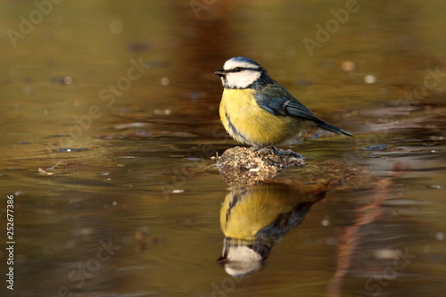 Blue tit. Cyanistes caeruleus