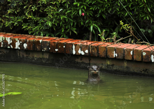 Smooth-coated Otter (Lutrogale perspicillata)  in Singapur photo