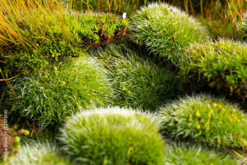 green mosses