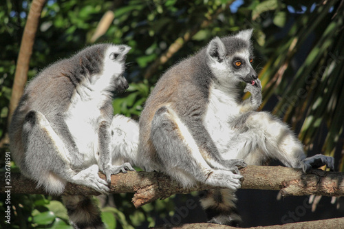 Ring tailed lemurs with orange eyes one licking its hand the other one turning away  from the camera while sitting on a wooden log.