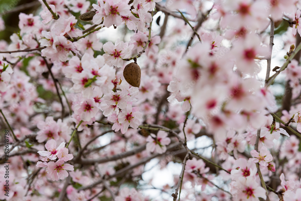 blAlmond blossom. Spring background blossoms Almond Jerusalim blAlmond blossom. Spring background blossoms Almond Jerusalim