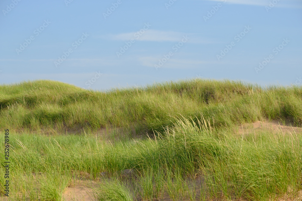 Tall grass covered sand dunes along the beaches of Prince Edward Island Canada