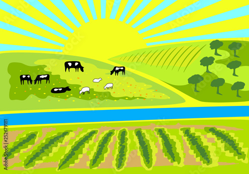 Rural landscape with vineyard, an olive grove and pasture with grazing cows and sheep. Rural sunrise landscape for farm, store or market. Milk, dairy, farm product design element.