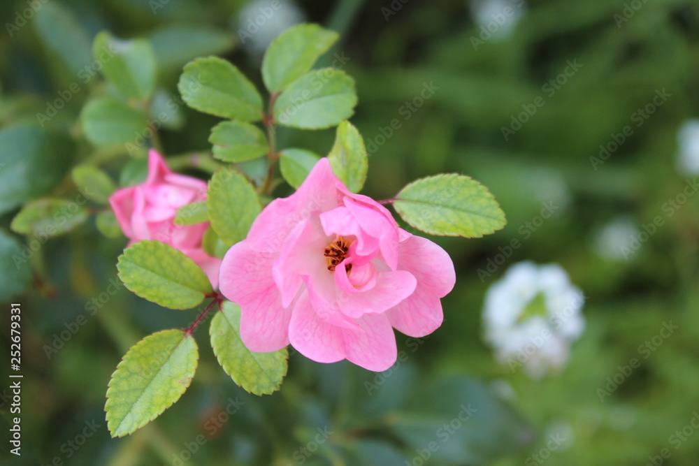 A pink dog-rose flower in the garden A pink dog-rose flower in the garden