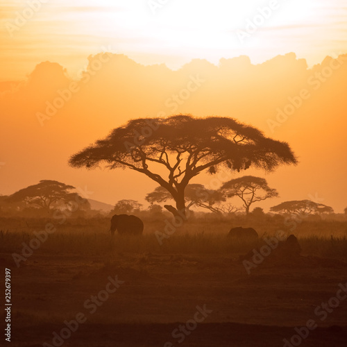 Photography Mother and calf elephant in Amboseli at sunset