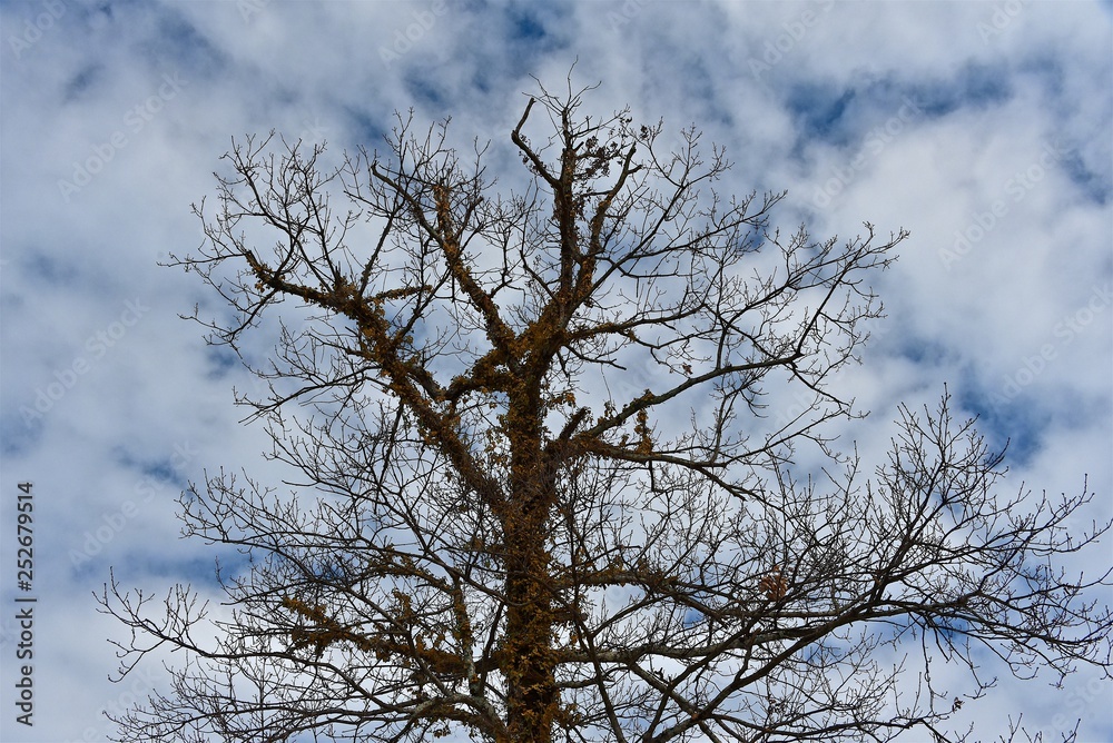Obraz premium Crown of tall oak against a clear sky. Winter nature. The tree dropped its leaves.