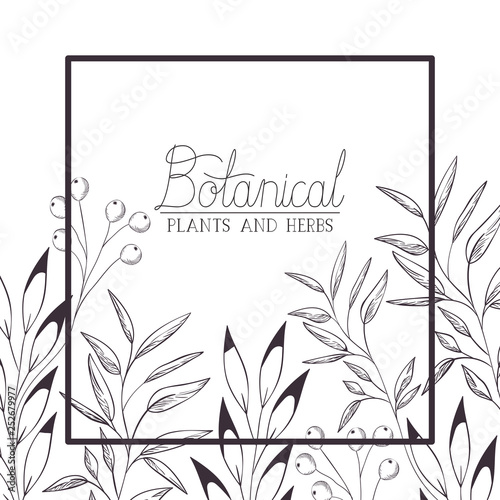 botanical label with plants and herbs