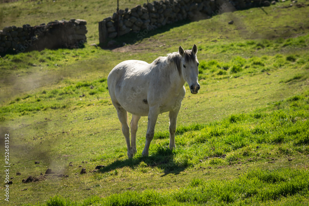 Caballo blanco