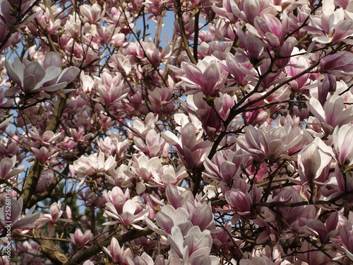 Magnolier aux tiges d  nud  es rempli de magnolia en fleurs  Magnolia soulangeana 