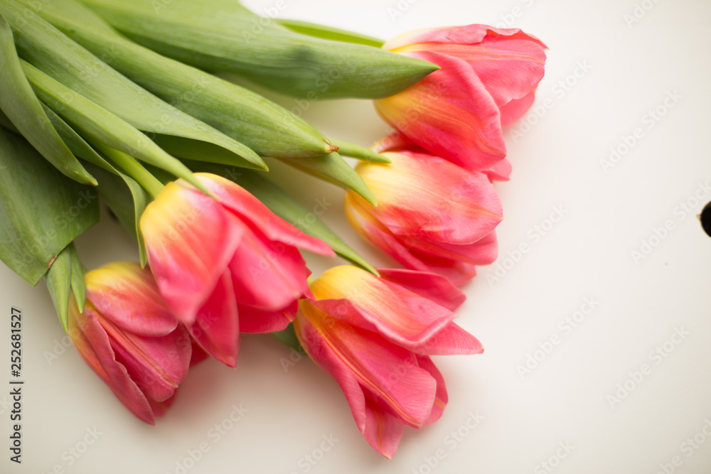 bouquet of pink tulips on white background bouquet of pink tulips on white background