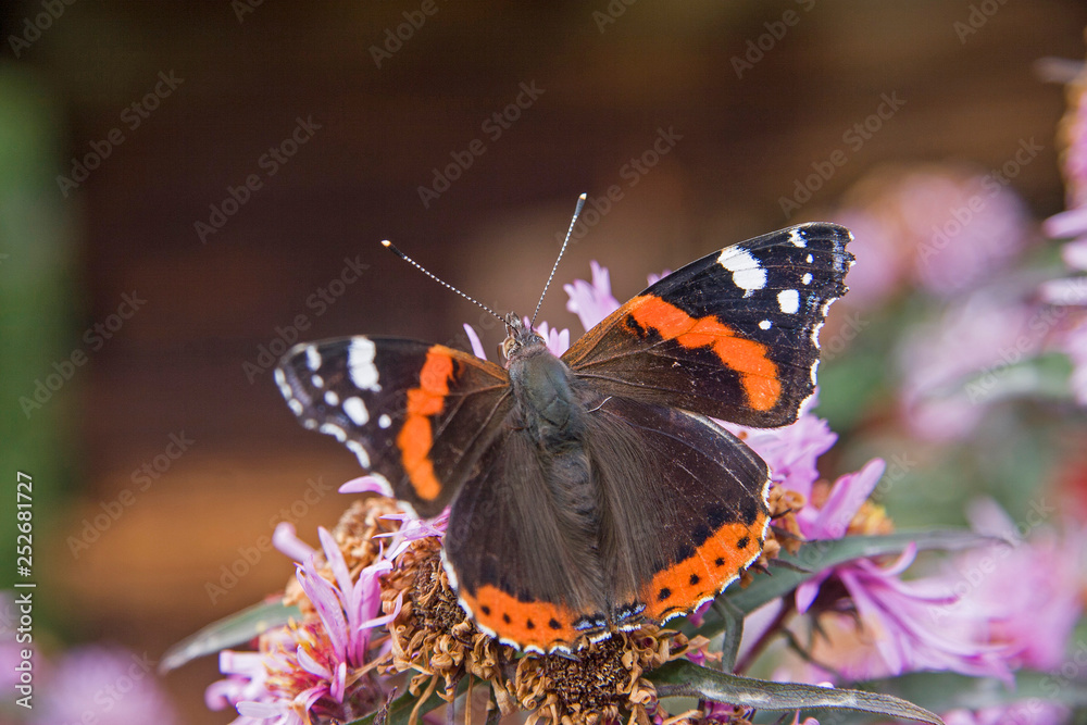 Admiral - Schmetterling auf lila Blüte Admiral - Schmetterling auf lila Blüte