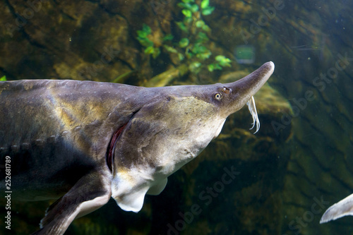 sturgeon fish in aquarium