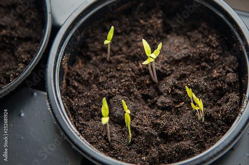 Small plants planting, the seedling trays for agricultural plants. Spring planting. Early seedlings grown from seeds in boxes at home on the windowsill. © pavasaris