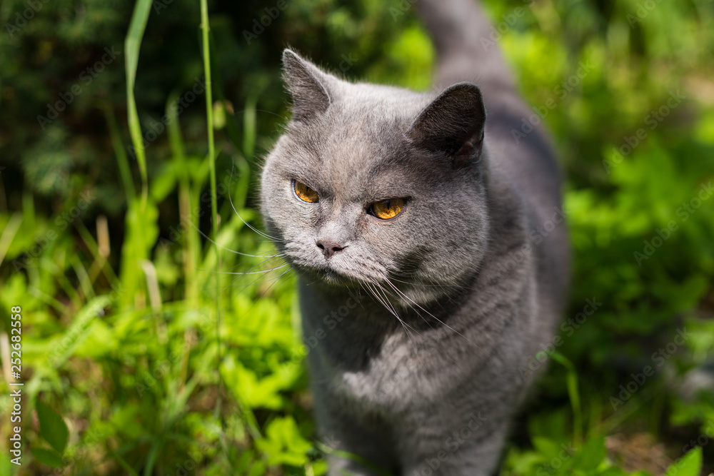 British blue cat on lawn. Summer time. Close up.