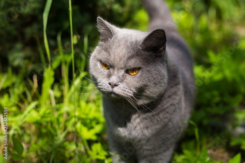 British blue cat on lawn. Summer time. Close up.