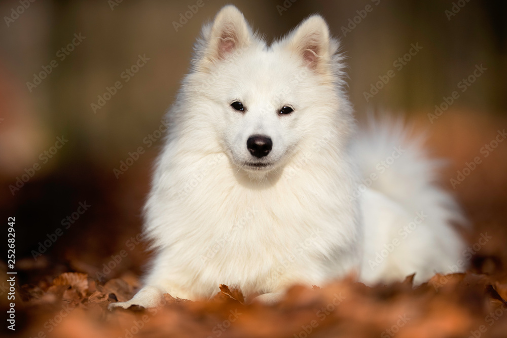 Portrait of a danish tip dog Portrait of a danish tip dog
