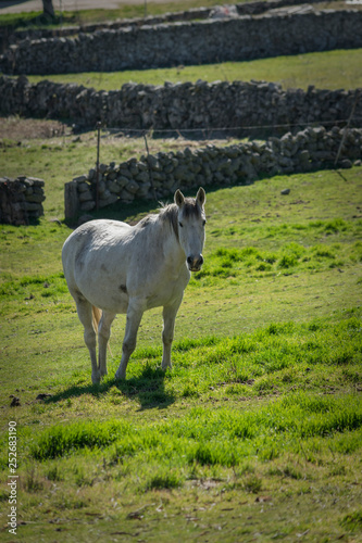 Caballo blanco en campo de hierba verde