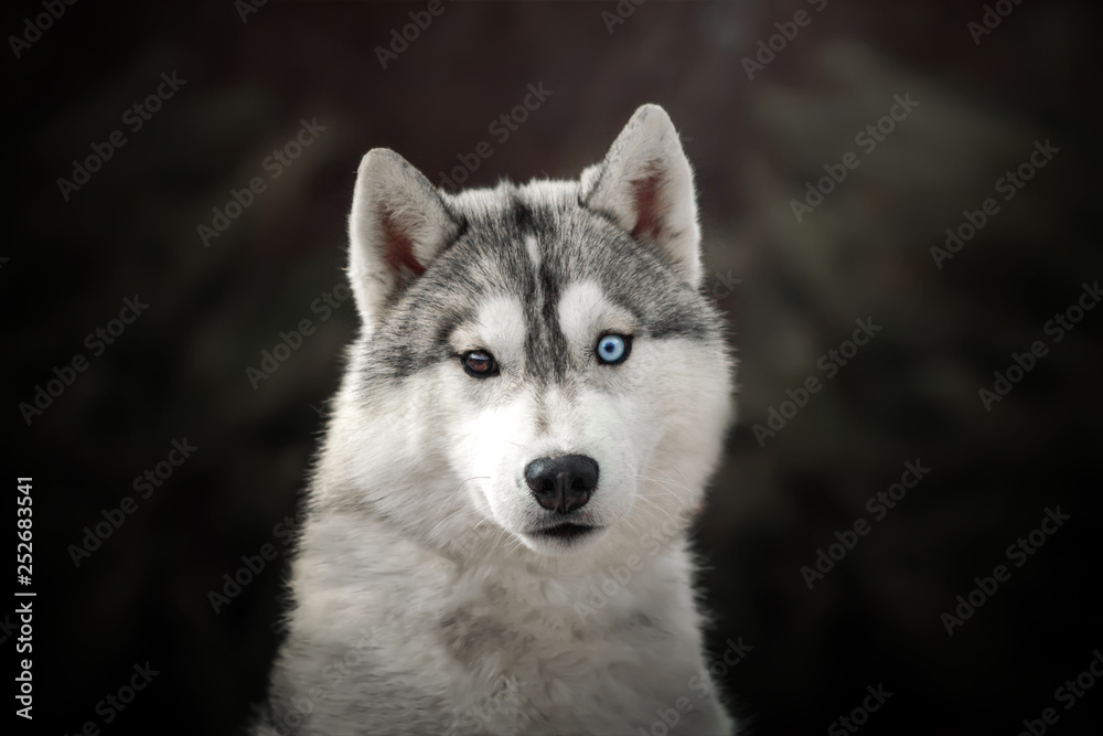  siberian husky beautiful spring portrait magic light incredible eyes