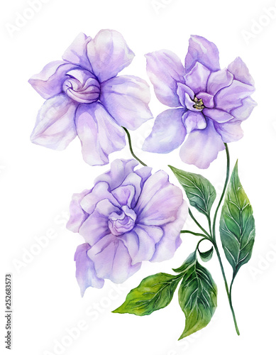 Beautiful purple gardenia flower on a twig with green leaves. Tropical flower isolated on white background. Watercolor painting