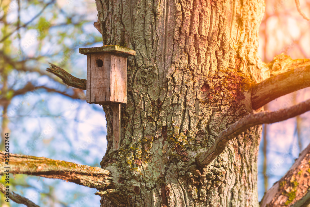 Nesting box on three in spring forest Nesting box on three in spring forest