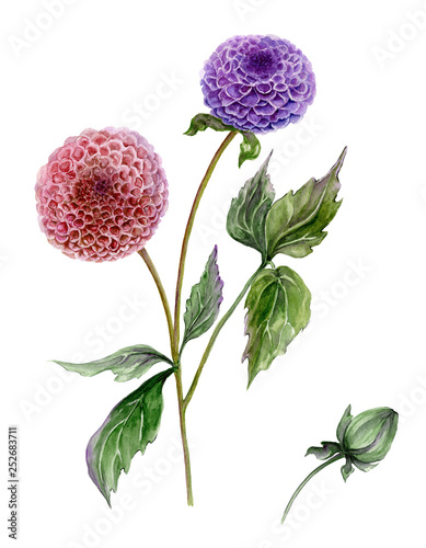 Beautiful purple and red dahlia flower on a stem with green leaves. Set of flowers isolated on white background. Watercolor painting.