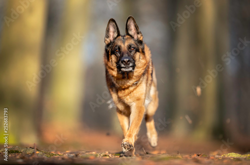 Portrait of a German Shepheard