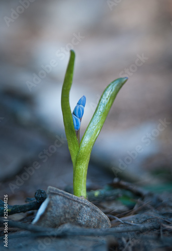 blue sprig flower in the forest. closeup shot