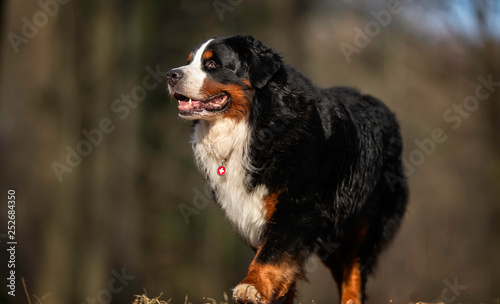 Portrait of a dog