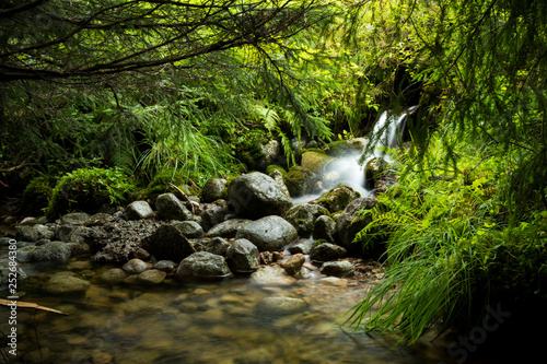 Water in the Woods