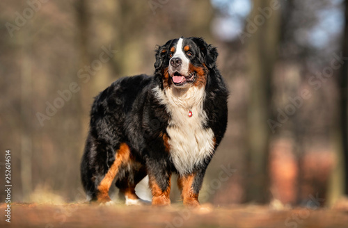 Portrait of a dog