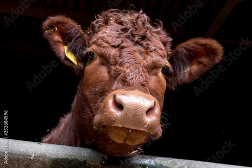 Curious brown cow portrait