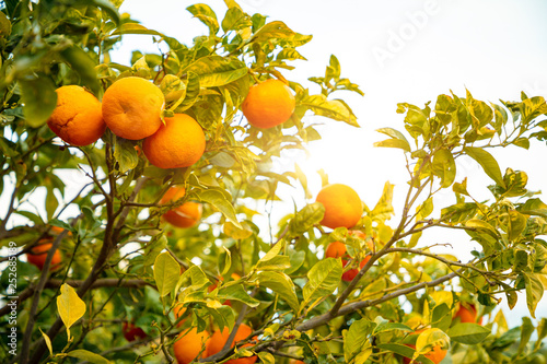Closeup view of oranges on the tree of a Sicilian grove, Italy