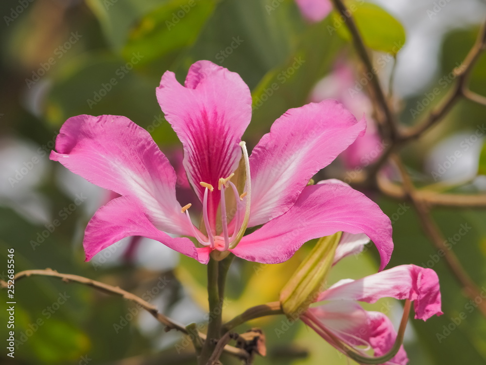 Beautiful Phanera purpurea or Bauhn names incinia purpurea blossom on branches in nature, Common names orchid tree, purple bauhinia, camel's foot, butterfly tree, and Hawaiian orchid tree.