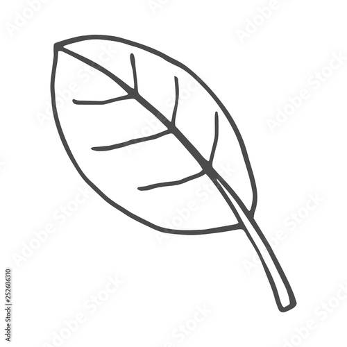 Leaf doodle nature. Vector illustration isolated on white background.