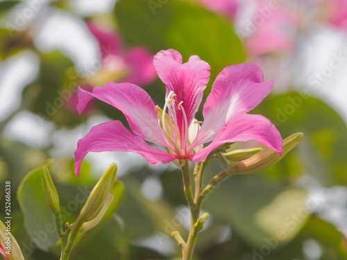 Beautiful Phanera purpurea or Bauhn names incinia purpurea blossom on branches in nature, Common names orchid tree, purple bauhinia, camel's foot, butterfly tree, and Hawaiian orchid tree.