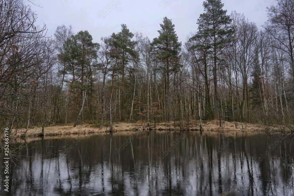 pond in the forest in the early spring in the foggy, cloudy weather, reflection in the waterr 