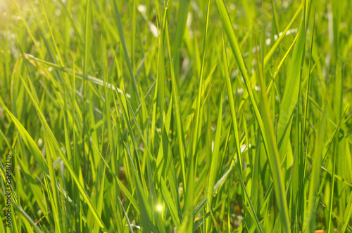 Green spring grass with sunbeam.